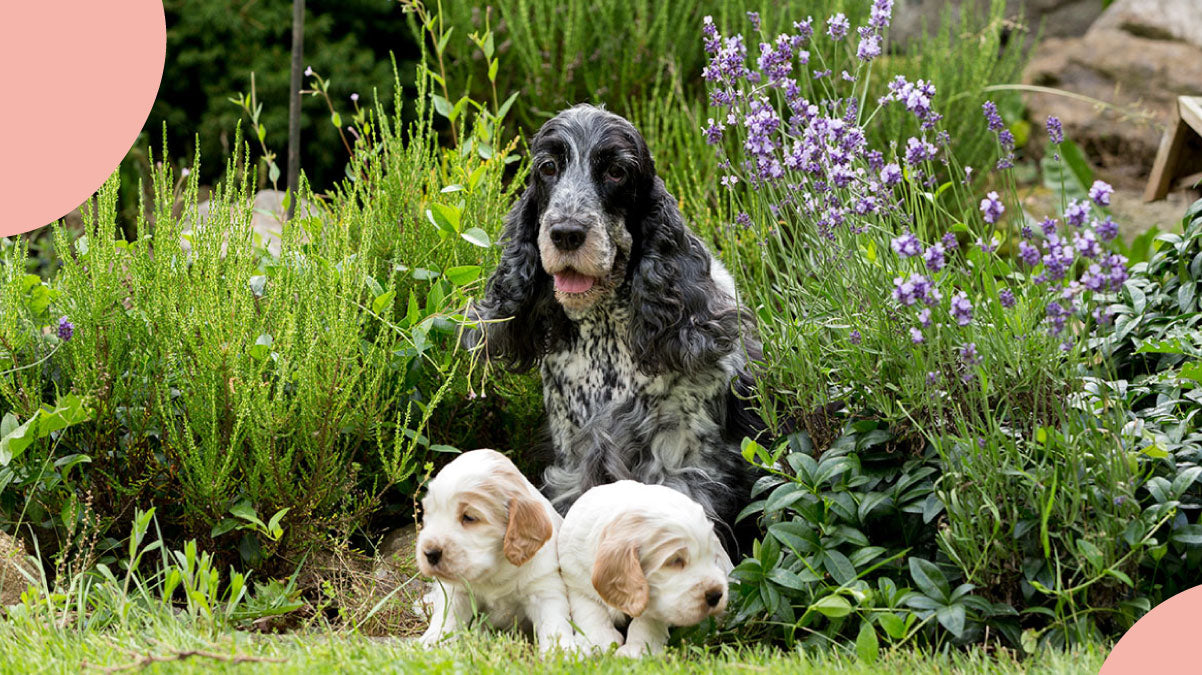 Comment choisir la nourriture adaptée à votre chien selon son âge et sa race