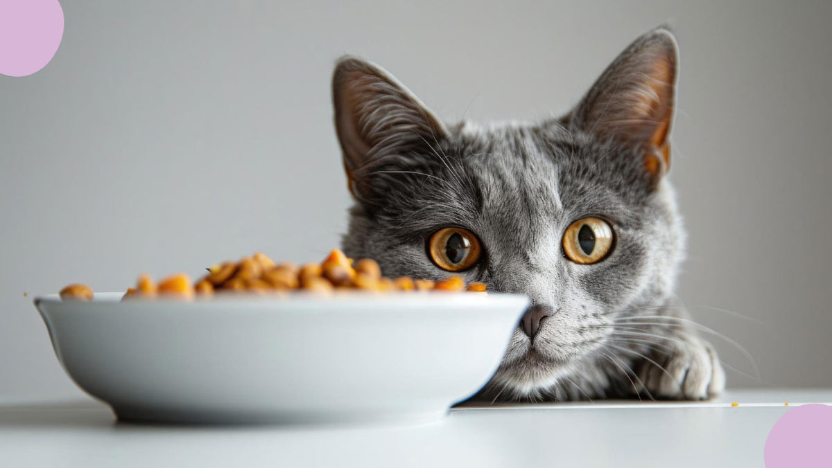 Les besoins nutritionnels spécifiques des chats adultes : Guide complet