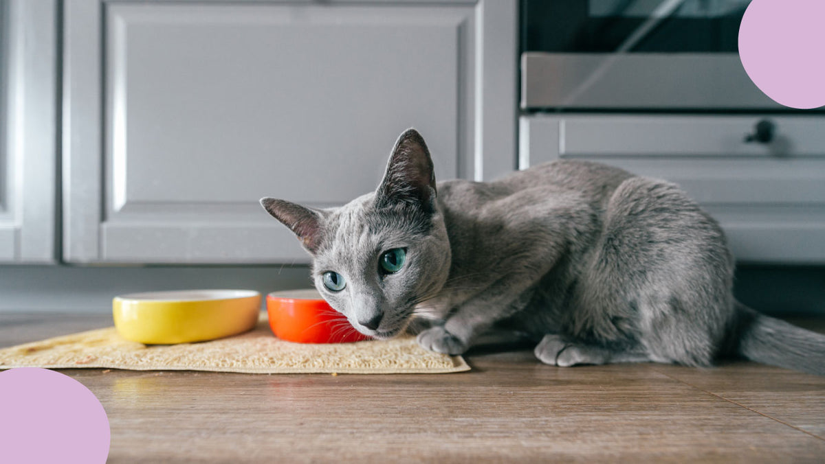 Optimal cat diet best sale