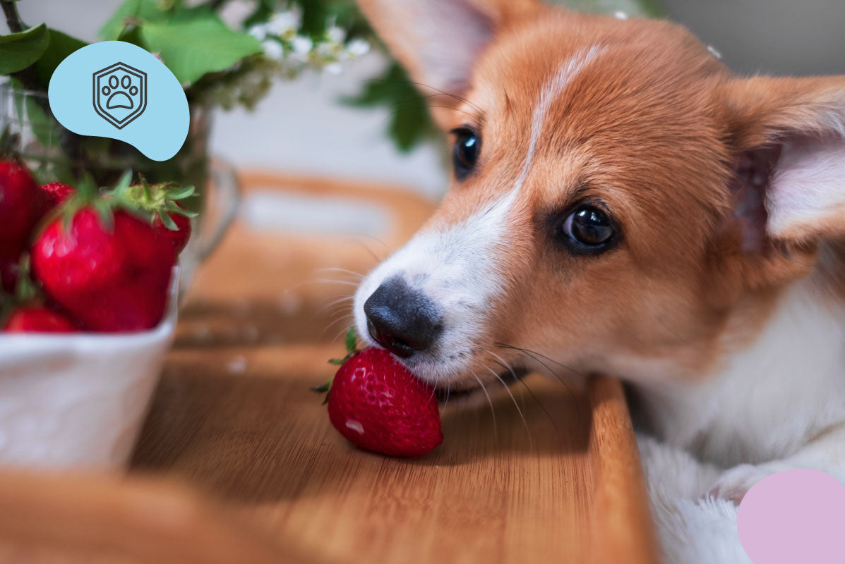 Tout Savoir sur les Fraises pour les Chiens : Bienfaits et Précautions