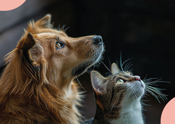 Chien et chat, nos conseilles sur les friandises