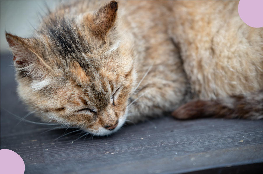 La Gale du Chat : Symptômes, Transmission et Conseils de Prévention pour Protéger Votre Foyer