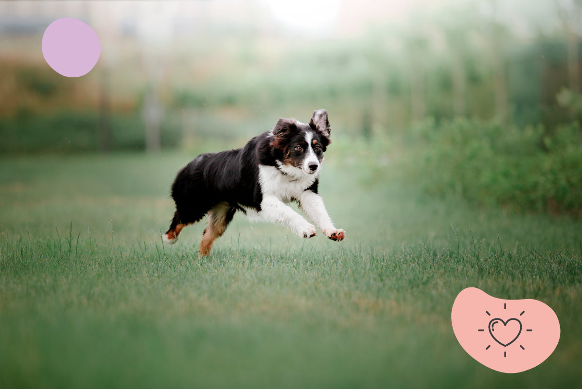 Comment Gérer et Apaiser l’Hyperactivité de Votre Chien : Guide Complet pour Propriétaires Bienveillants