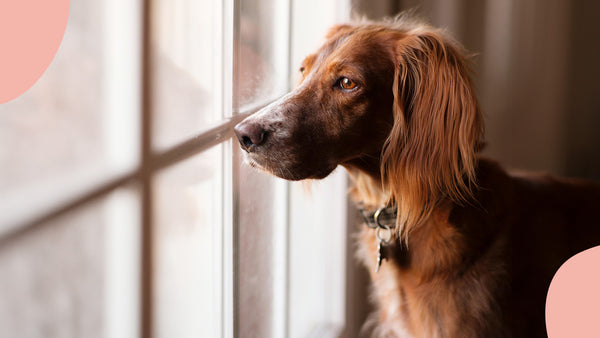 Nos animaux ressentent-ils la solitude ? Comment les soutenir.