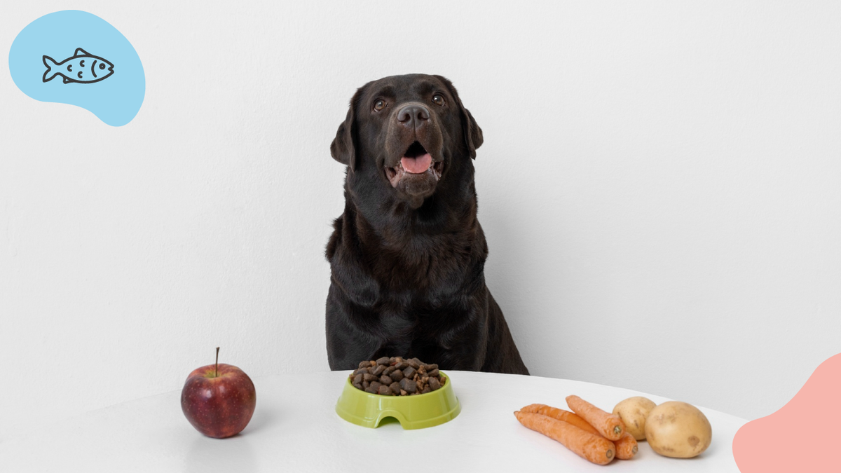 Comment Gérer le Poids de Votre Chien : Guide Complet pour un Compagnon en Bonne Santé