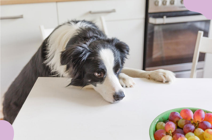 Le Raisin : Un Danger Caché pour Votre Chien - Ce que Vous Devez Savoir