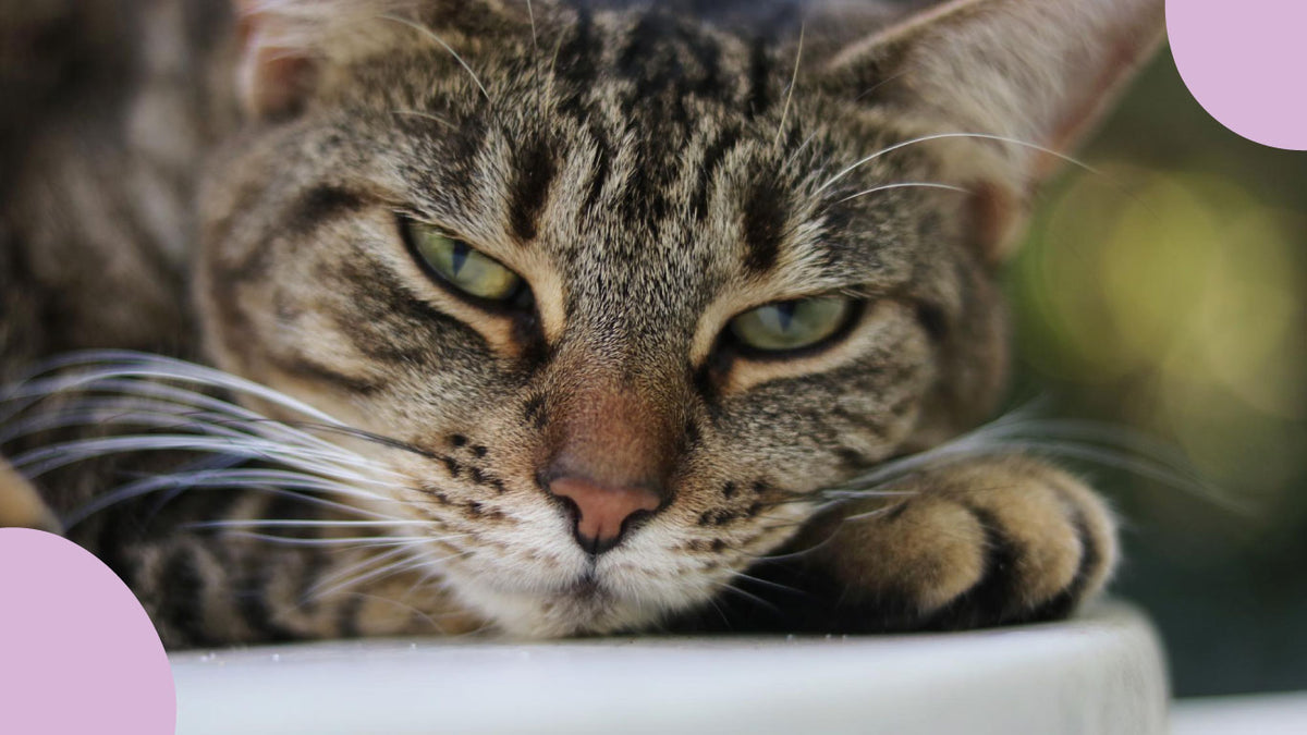 Comment le chat voit-il son maître ? Vision, reconnaissance et relation