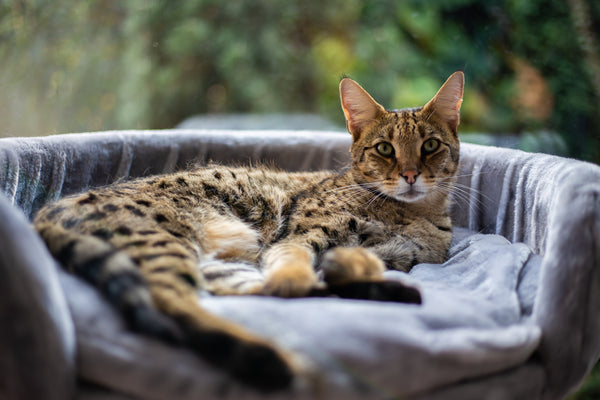 Le Savannah : le félin majestueux et fascinant