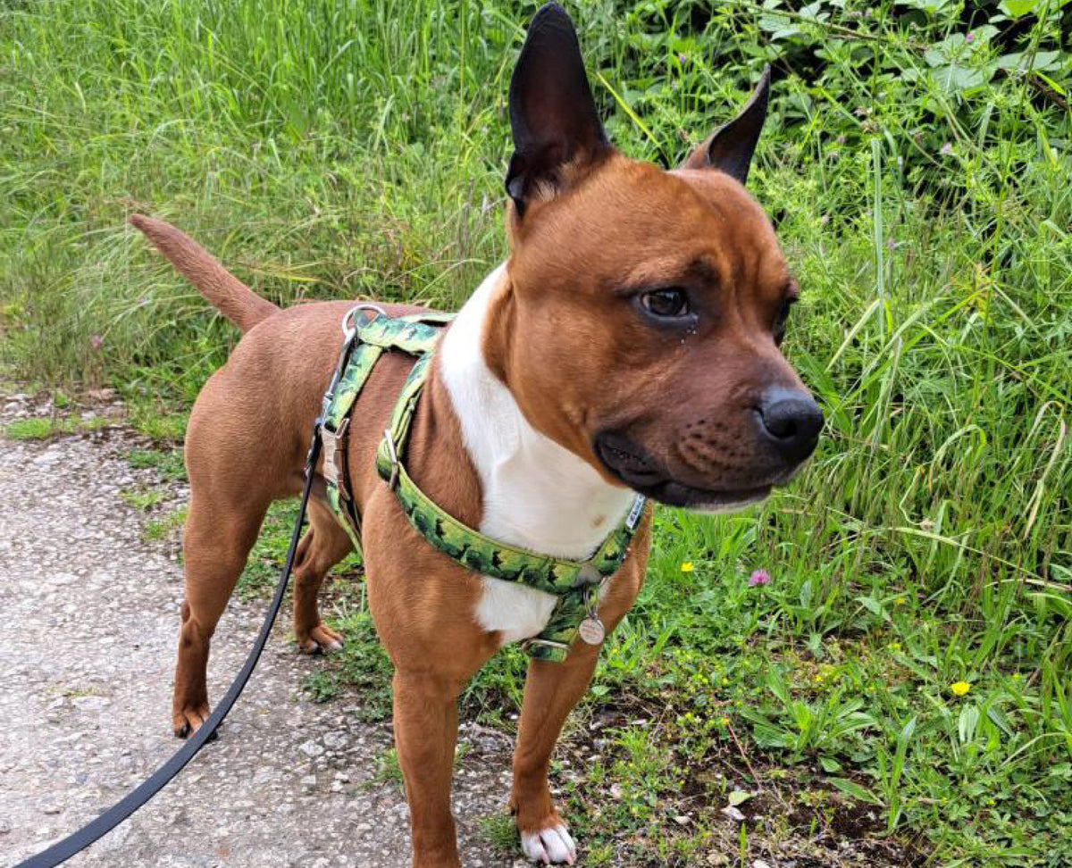 Le Staffordshire Bull Terrier : Un Chien Puissant et Attentionné