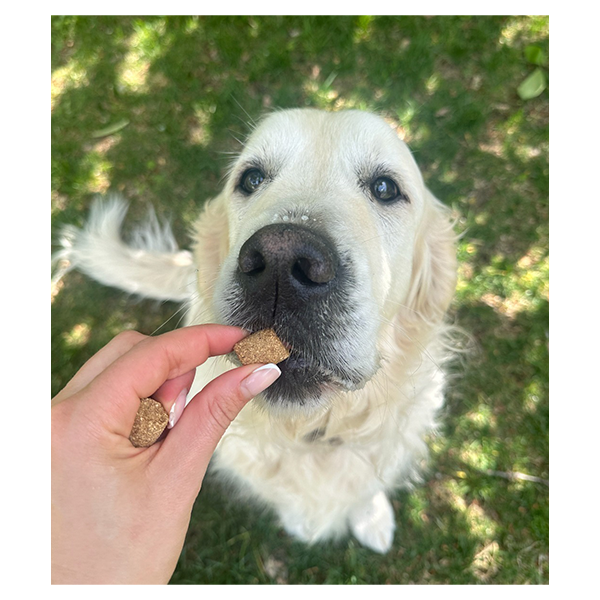 Dog mobility treats